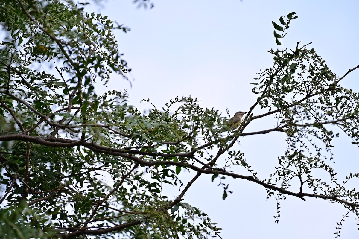 Warbling Vireo - ML365306711