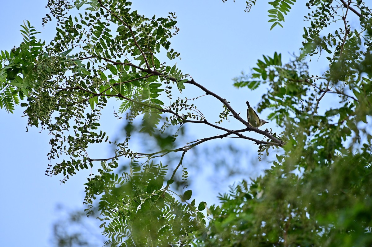 Warbling Vireo - ML365306731