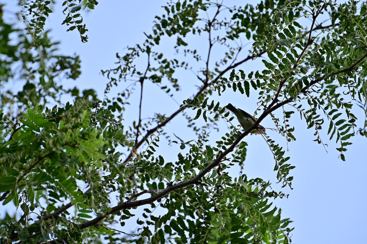 Warbling Vireo - ML365306751