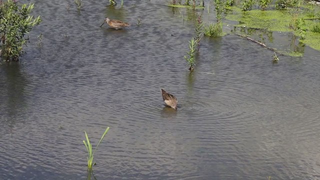 Short-billed Dowitcher - ML365307571