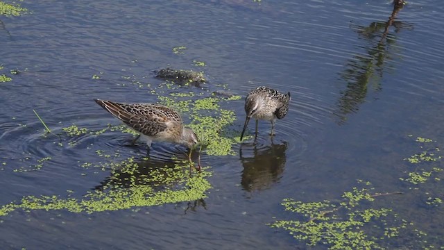 Stilt Sandpiper - ML365308521