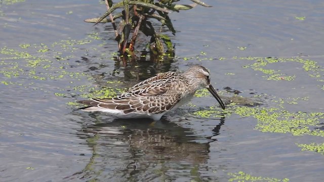 Stilt Sandpiper - ML365308541