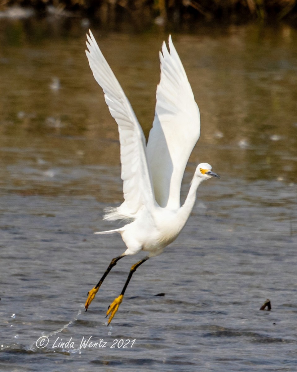 Snowy Egret - ML365309011