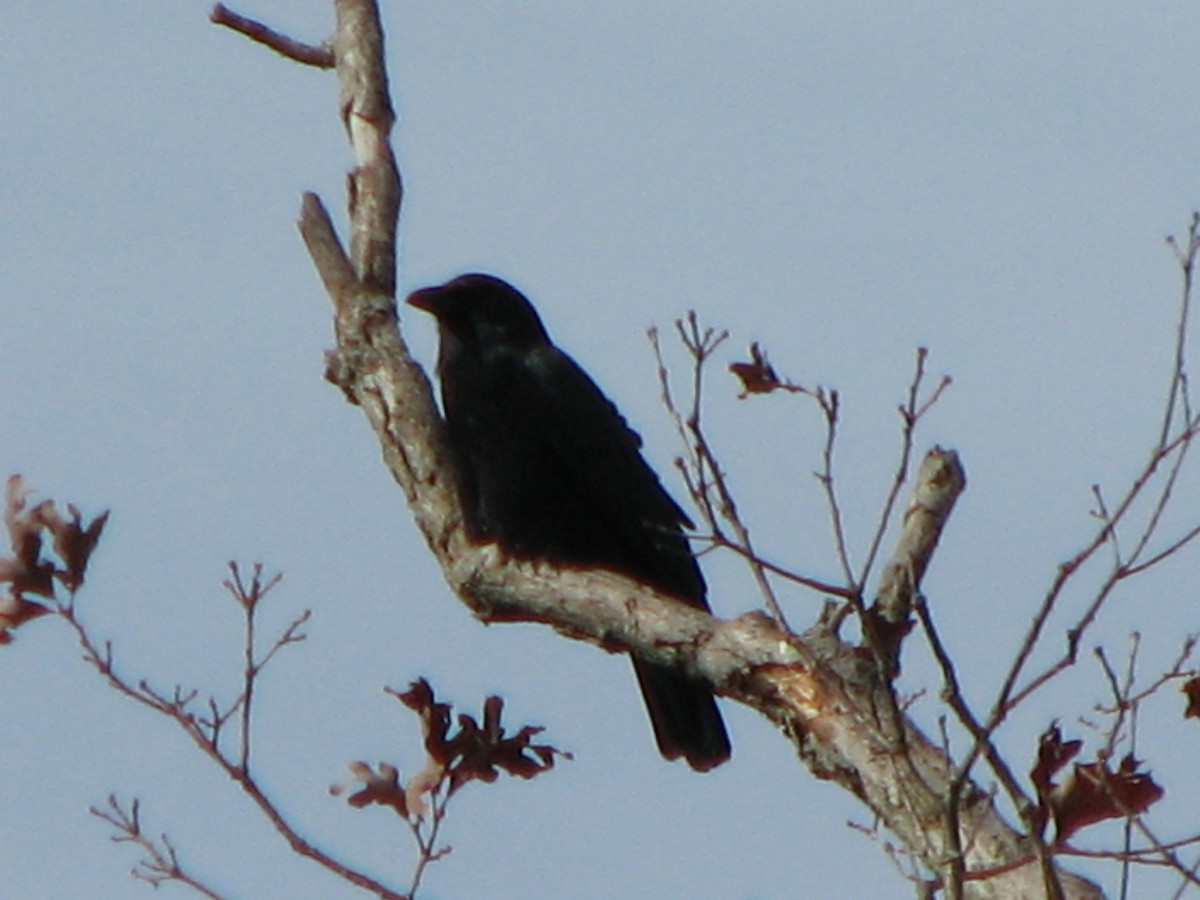 American Crow - ML365309251