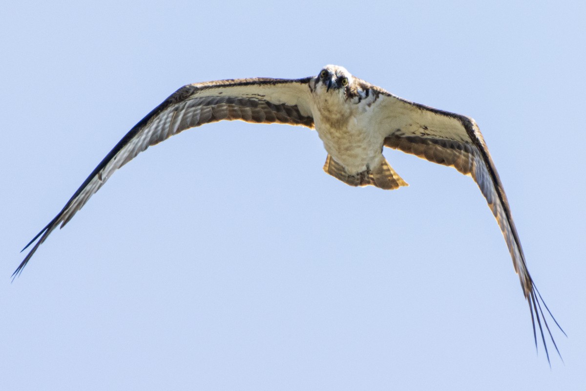 Osprey - ML365309281