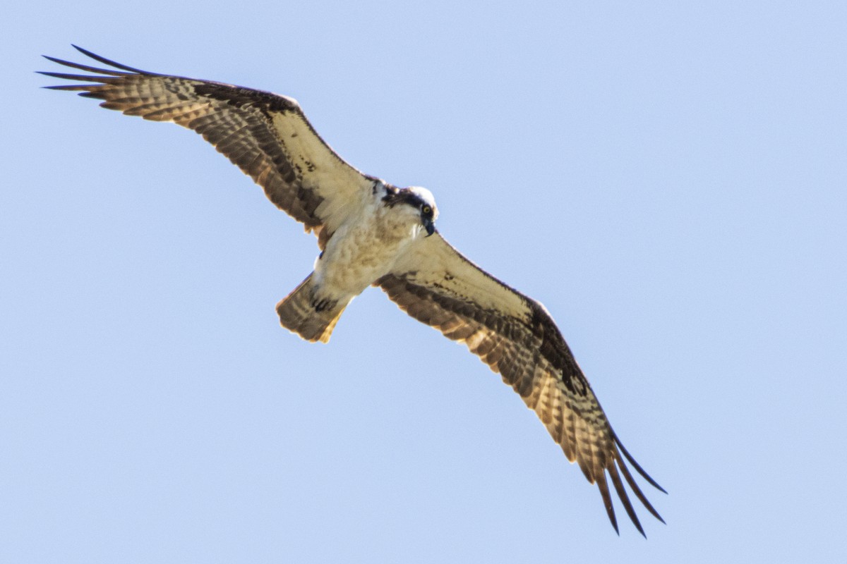 Osprey - ML365309291