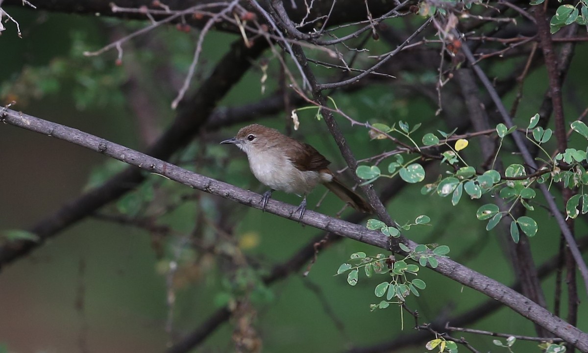 Northern Brownbul - ML365310741