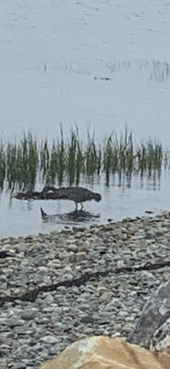Yellow-crowned Night Heron - ML365312851