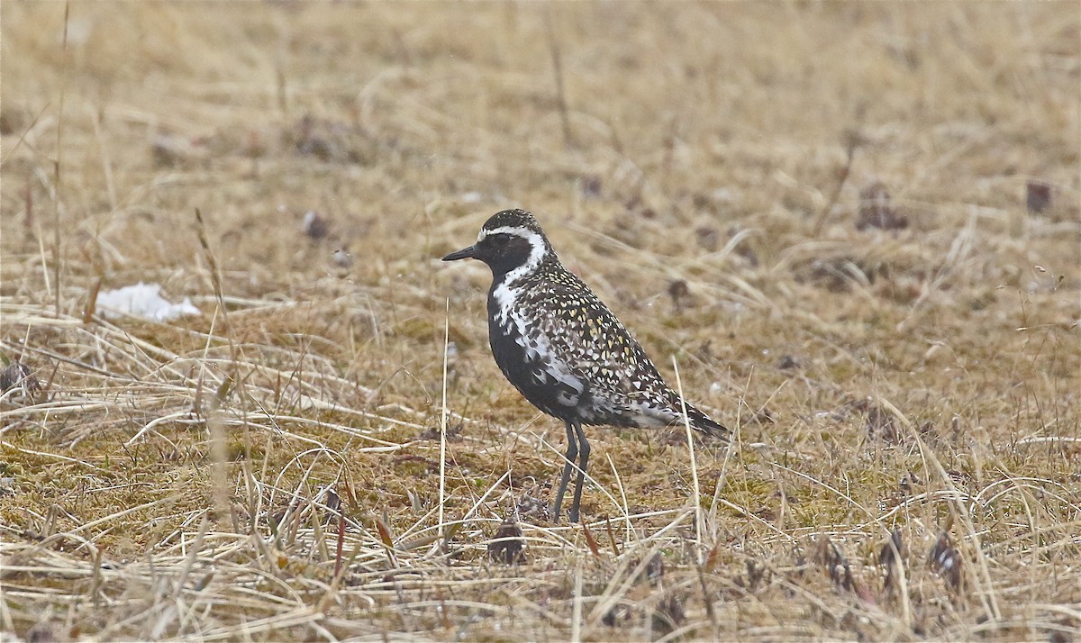 Tundra-Goldregenpfeifer - ML365317331