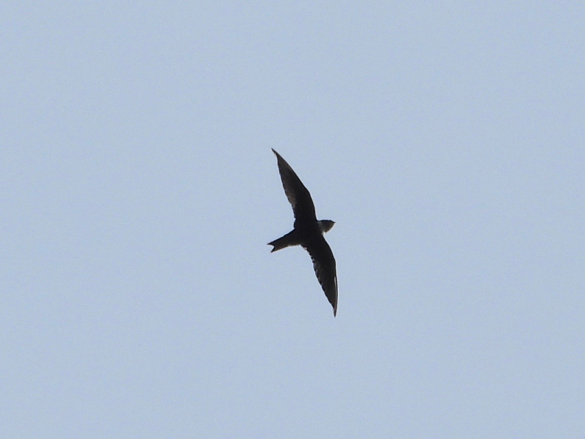 White-collared Swift - ML365318741