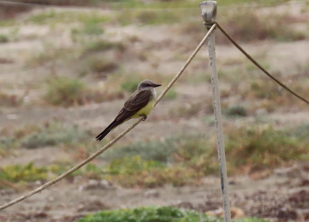 Western Kingbird - ML365320751