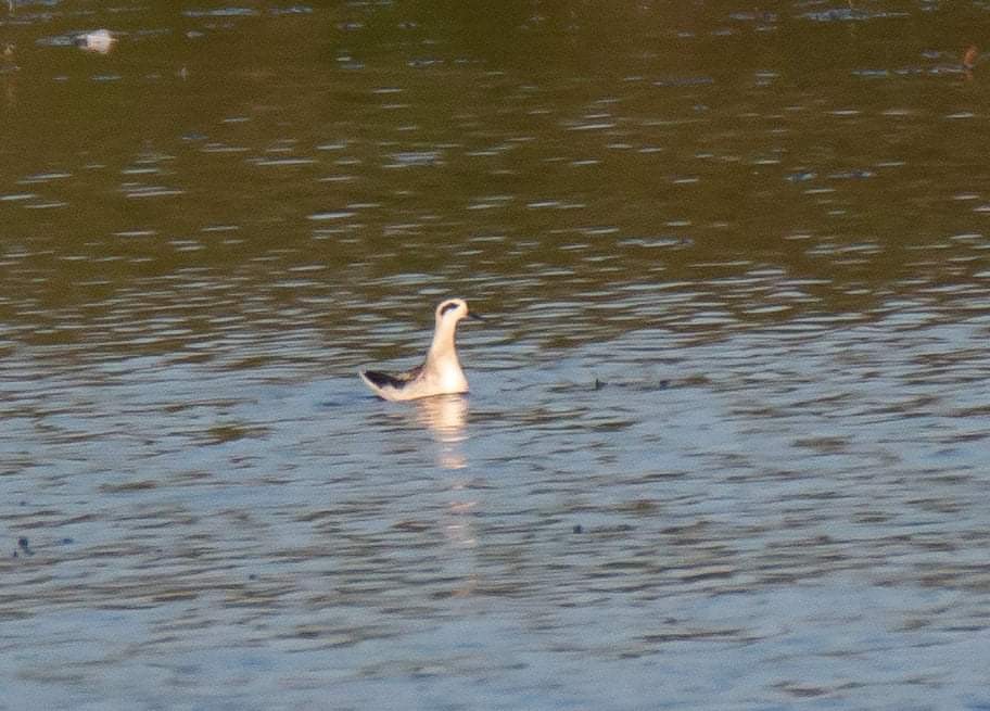 Red-necked Phalarope - ML365320821