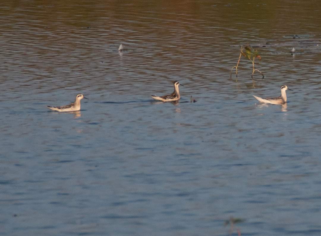 Red-necked Phalarope - ML365320831