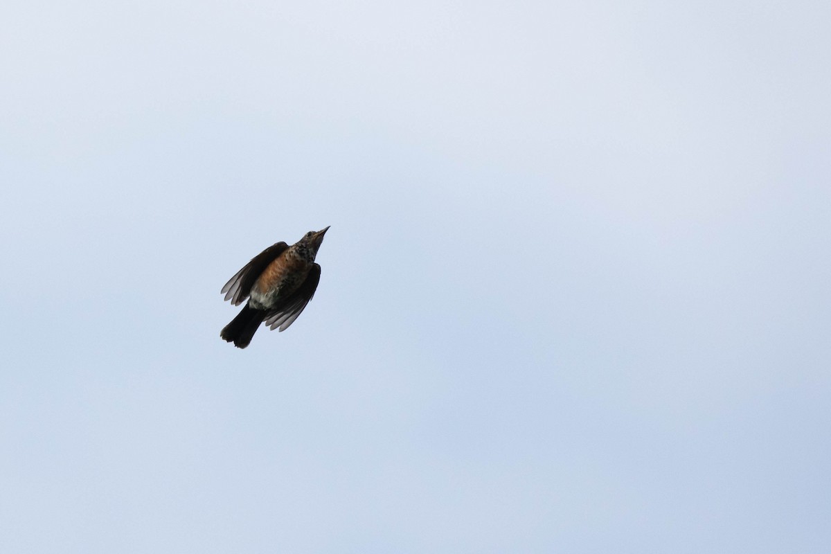 American Robin - ML365323531