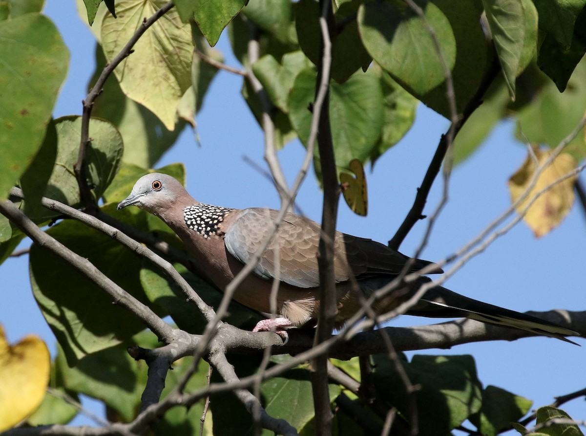 珠頸斑鳩(chinensis/tigrina) - ML36532421