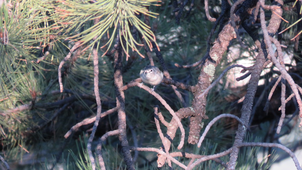 Plumbeous Vireo - ML365325321