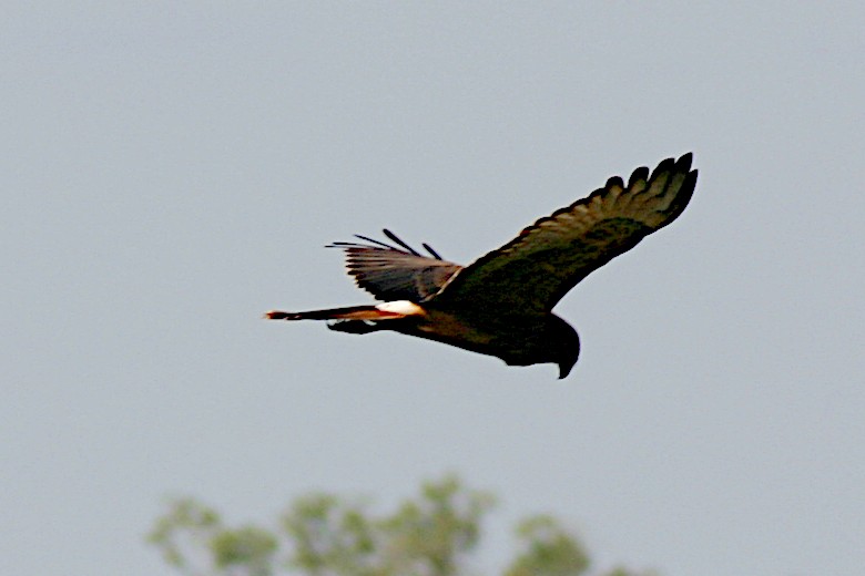 Swamp Harrier - ML365325581