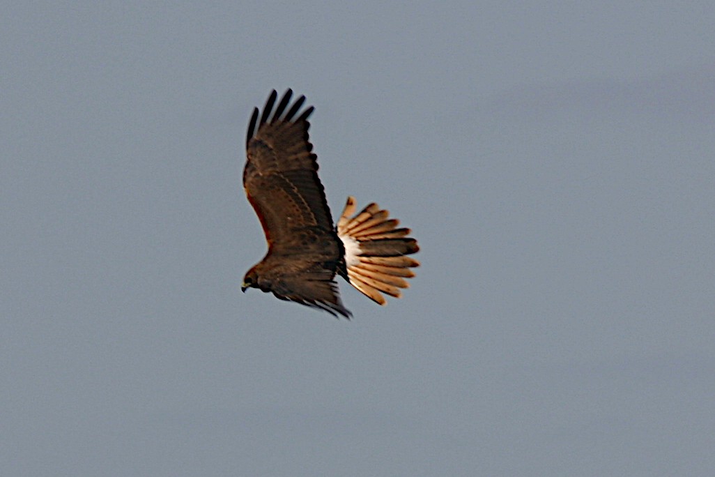 Swamp Harrier - ML365325591