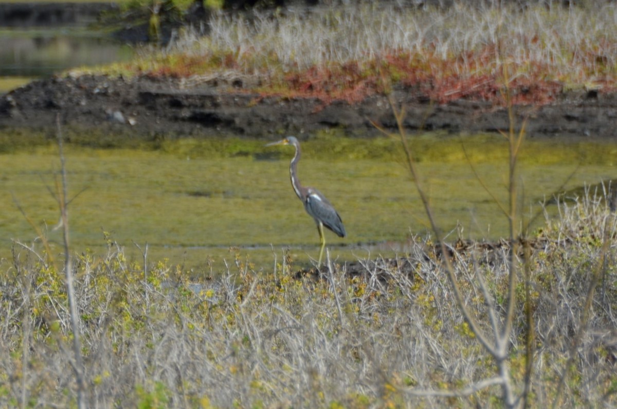 Tricolored Heron - ML365325631