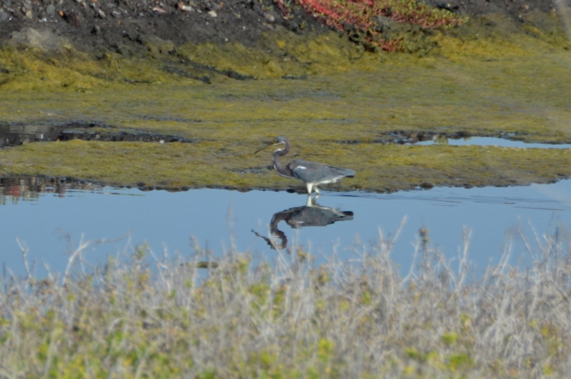 Tricolored Heron - ML365325671