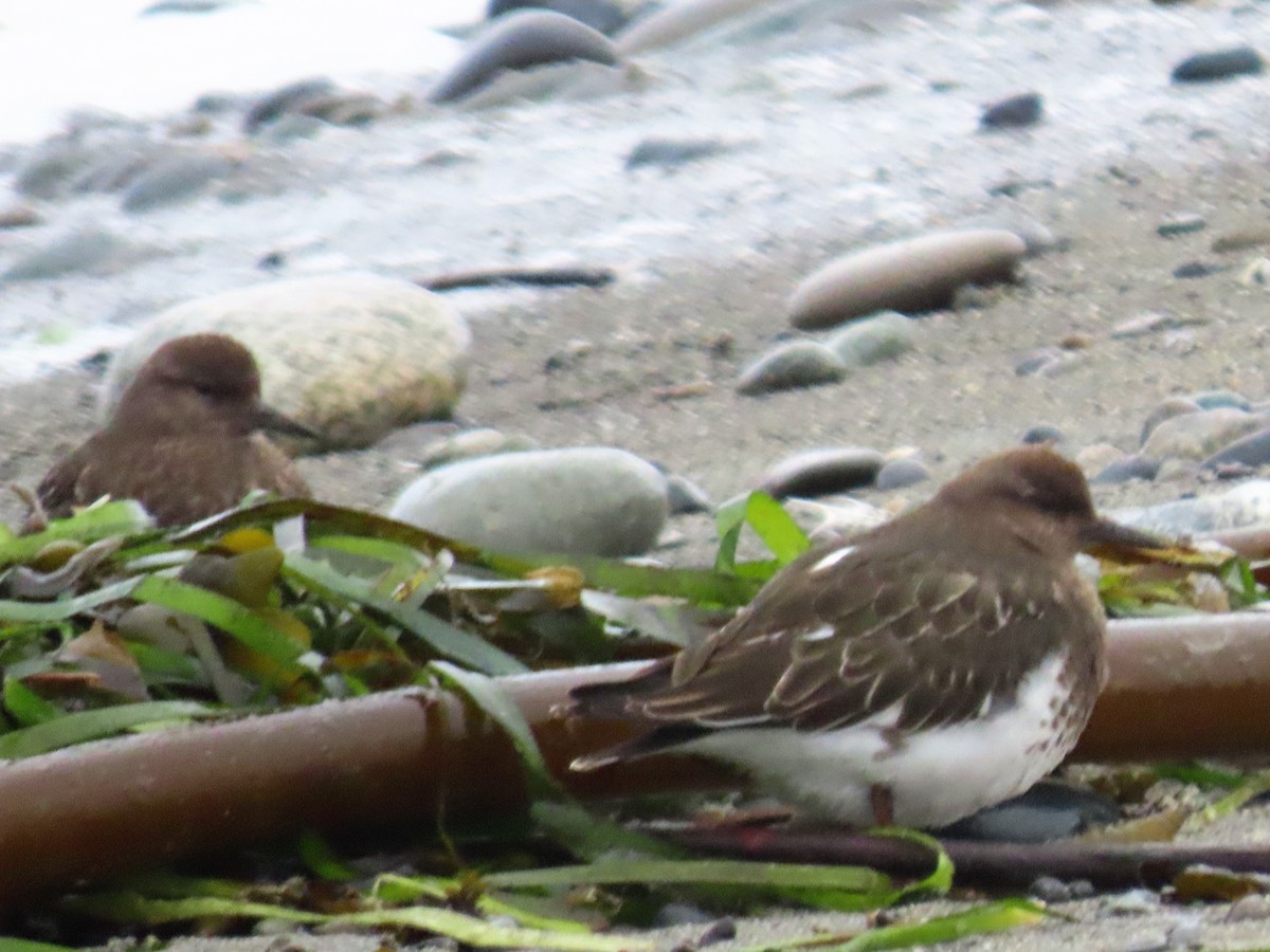 Black Turnstone - Michael Barry