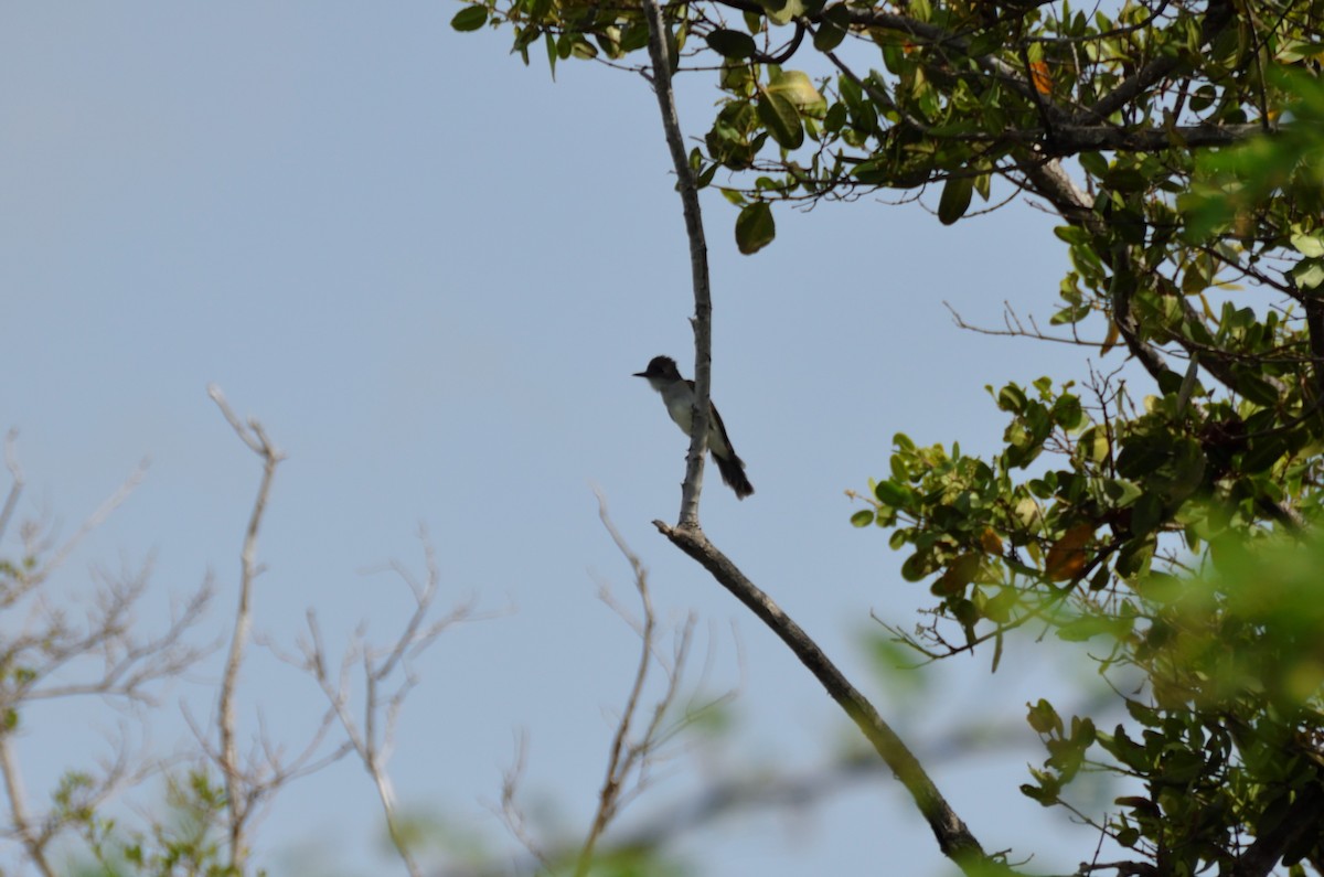 Puerto Rican Flycatcher - ML365326281