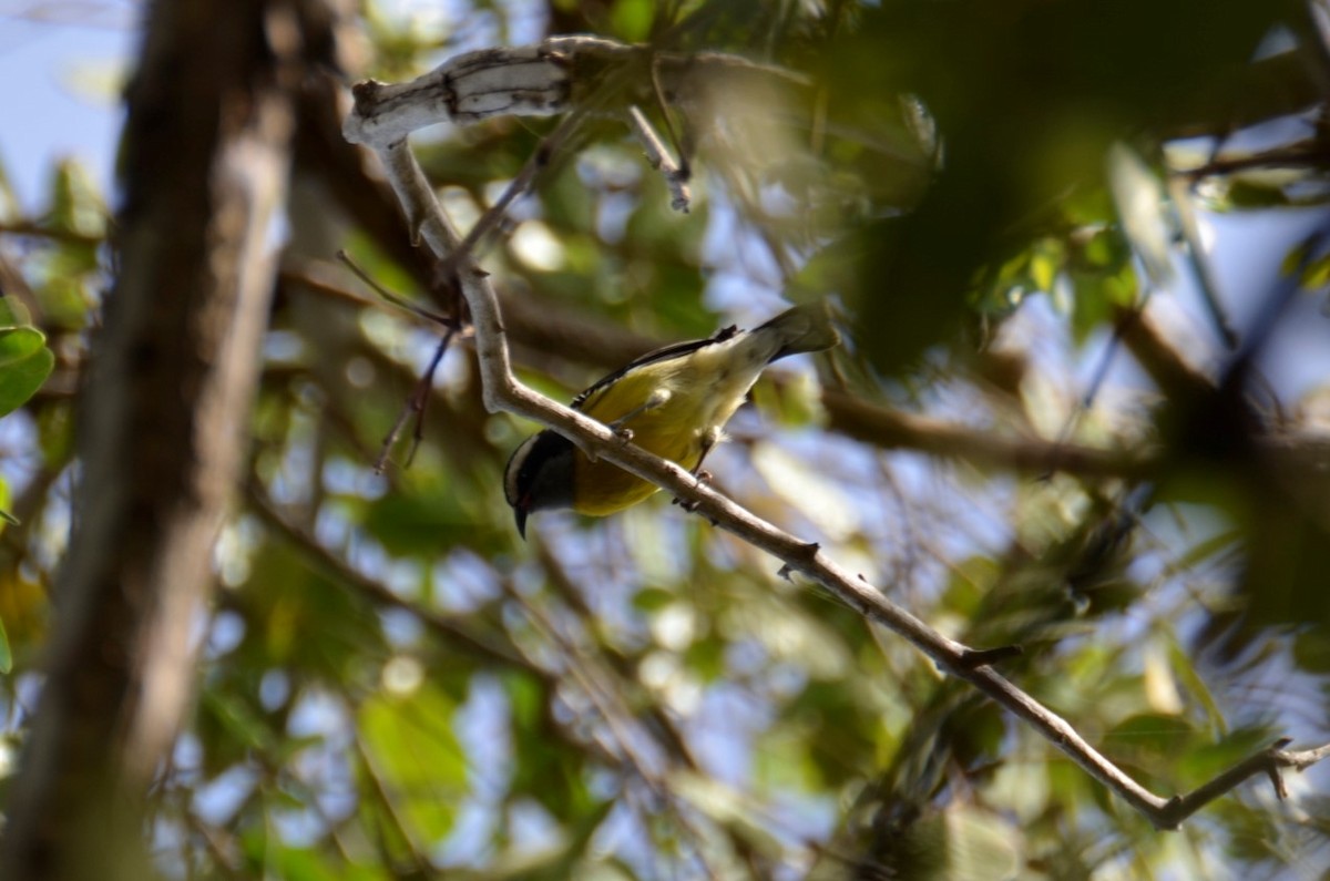 Bananaquit - ML365326331