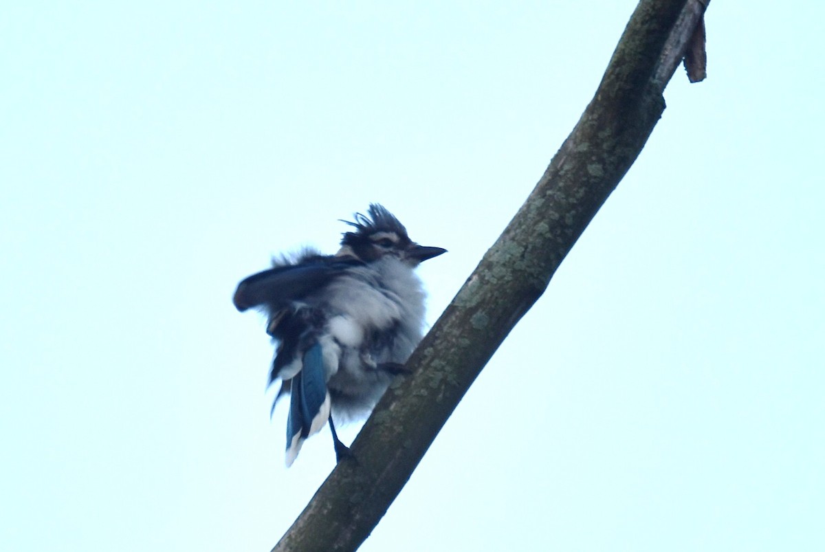 Blue Jay - ML365326481