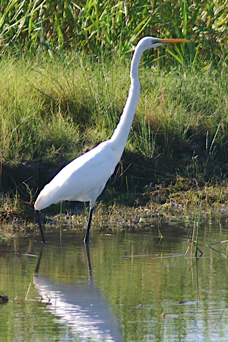 Great Egret (modesta) - Peter Woodall