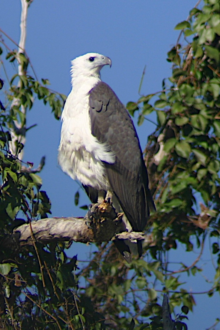 White-bellied Sea-Eagle - Peter Woodall