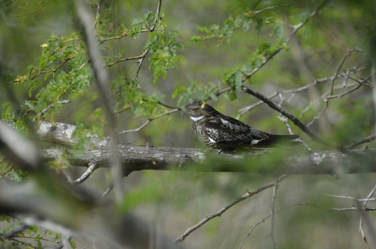 Antillean Nighthawk - ML365327001