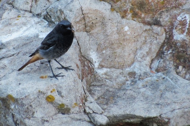 Black Redstart - ML36532701