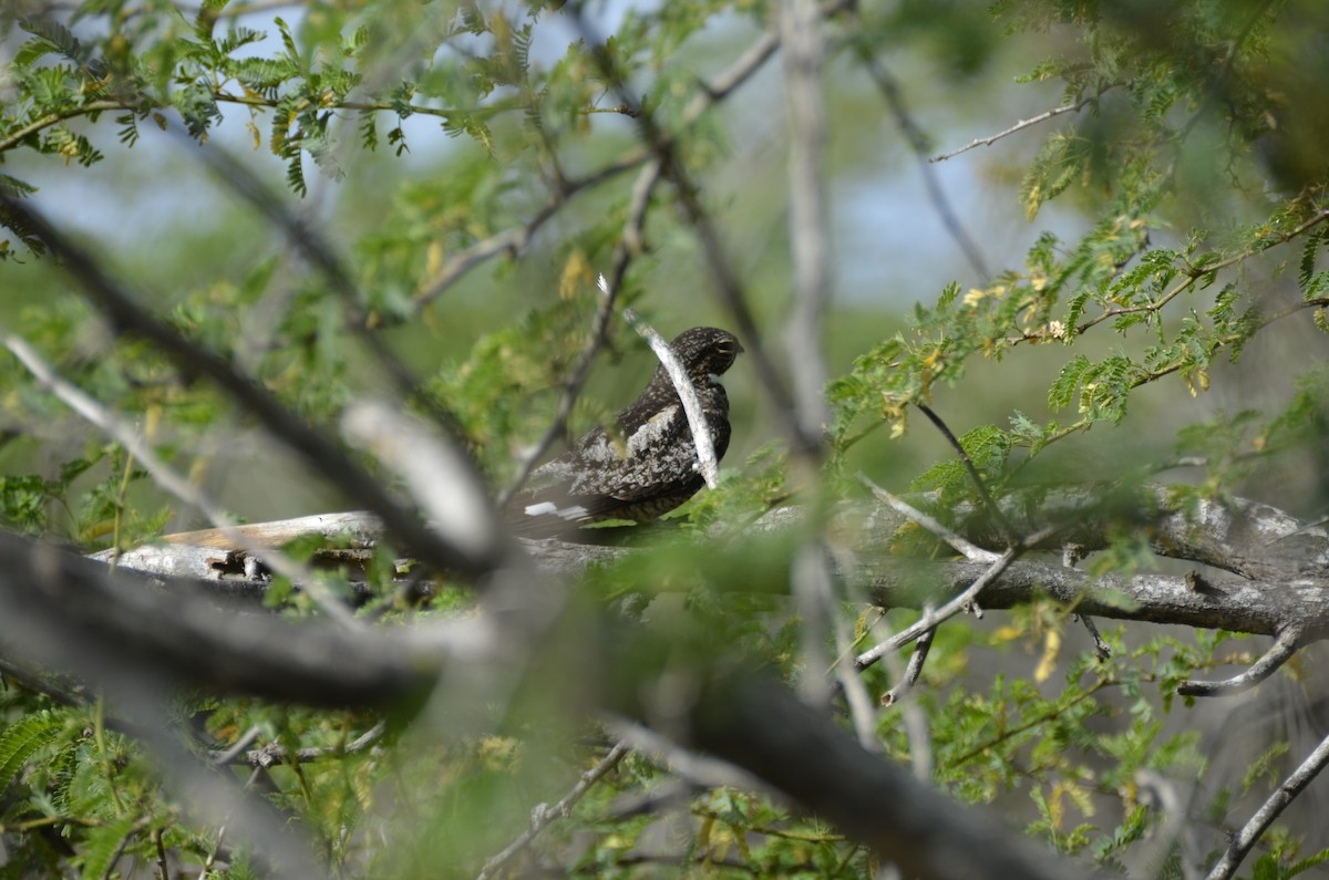 Antillean Nighthawk - ML365327081