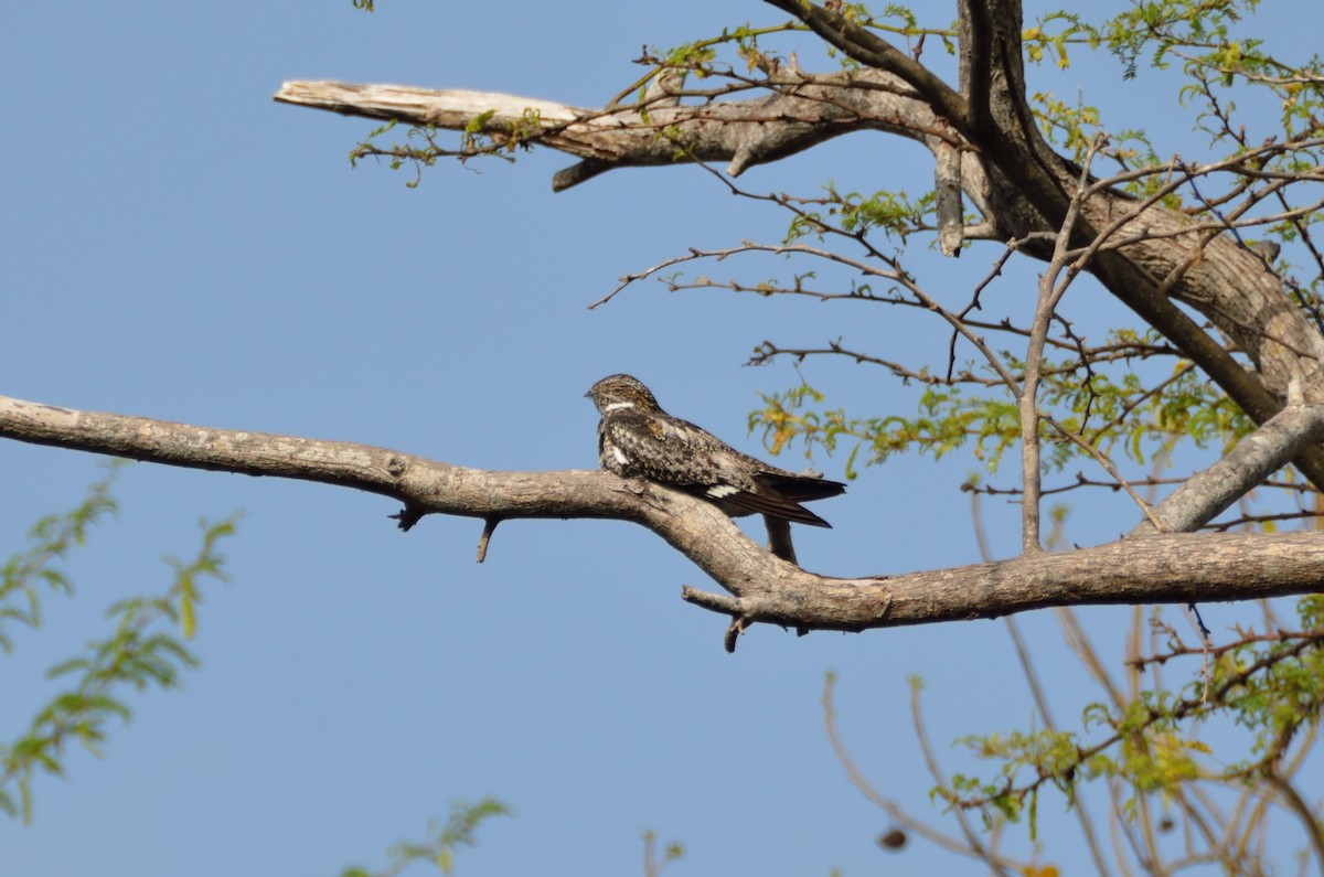 Antillean Nighthawk - ML365327291