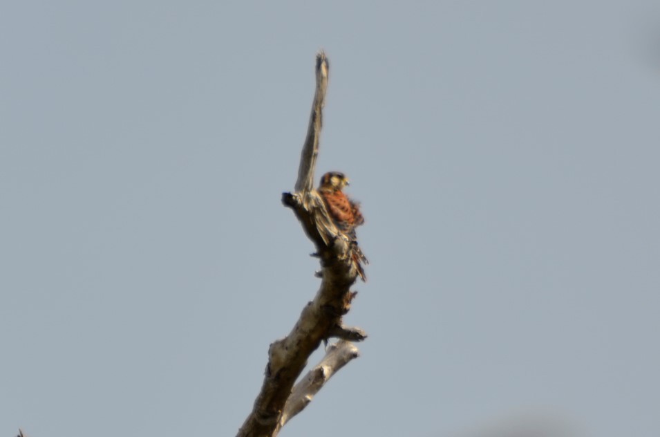 American Kestrel - ML365327381