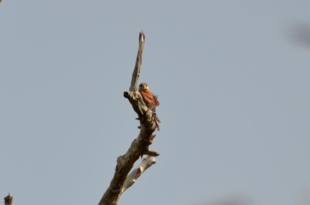 American Kestrel - ML365327421