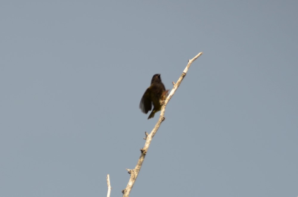 Black-faced Grassquit - ML365327531