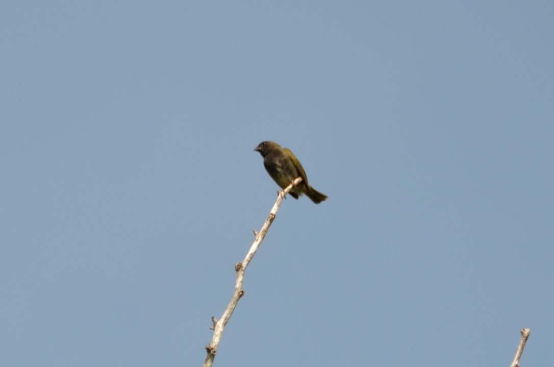 Black-faced Grassquit - ML365327631