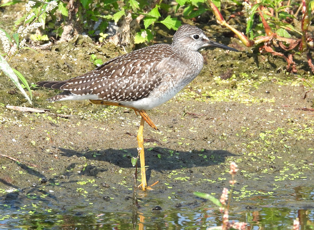 Lesser Yellowlegs - Jean Iron