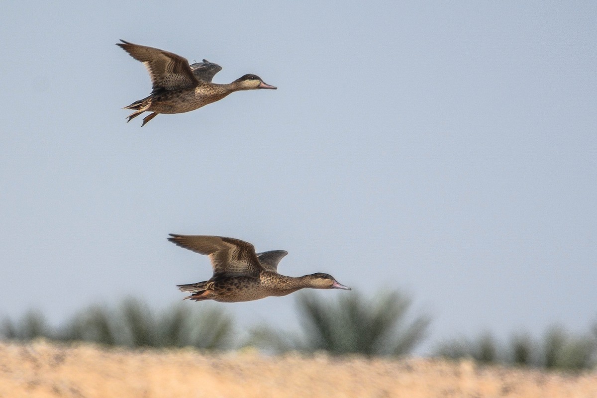 Red-billed Duck - ML365328111