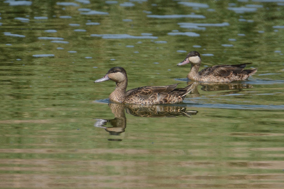 Red-billed Duck - ML365328121