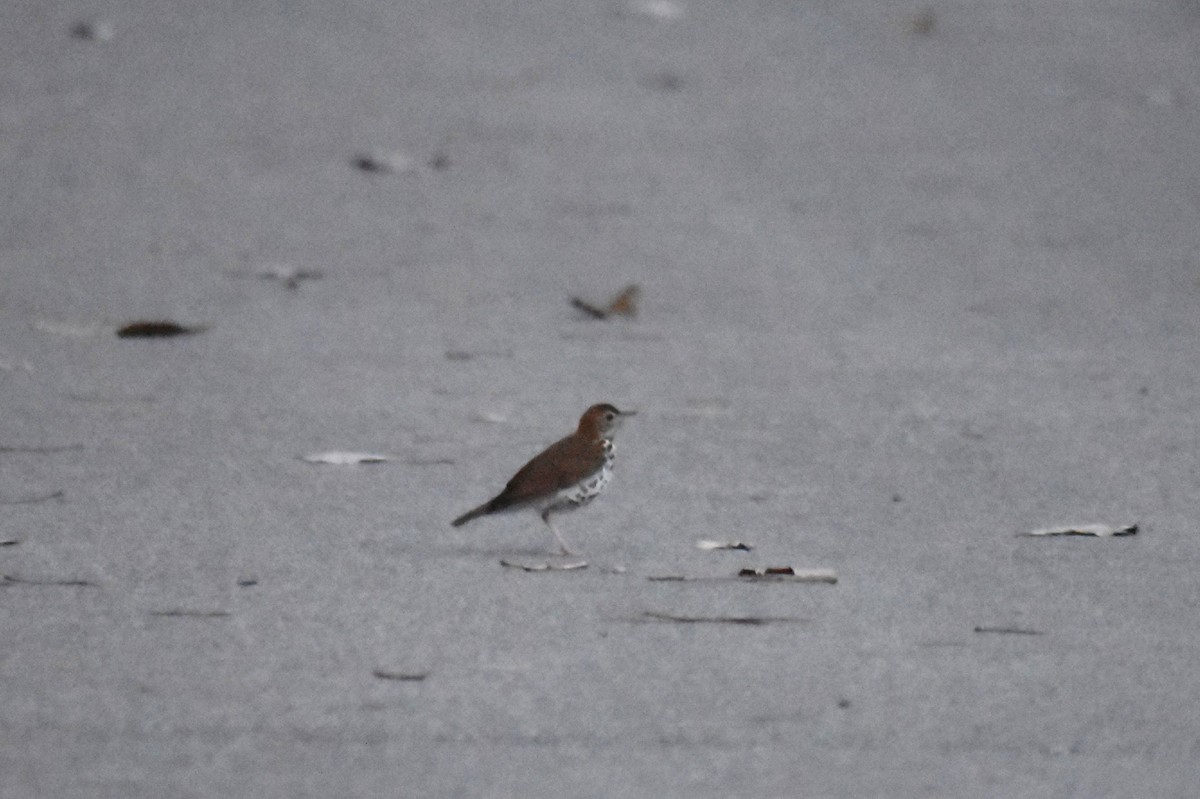 Wood Thrush - ML365328151