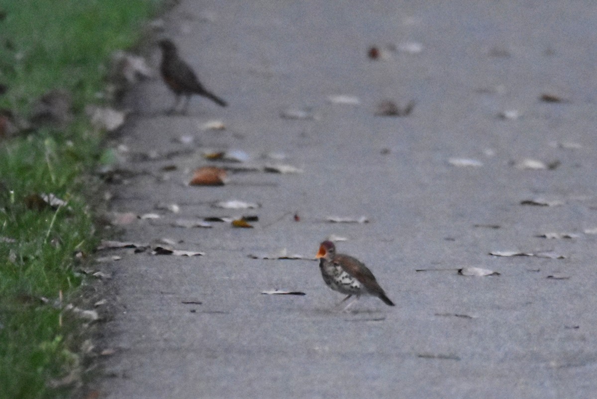 Wood Thrush - ML365328161