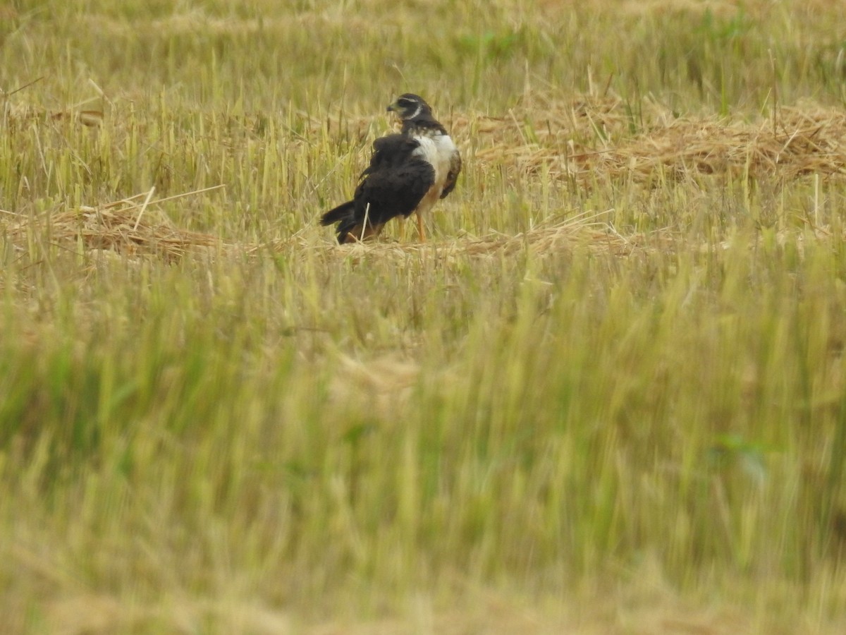 Long-winged Harrier - Juan Ríos