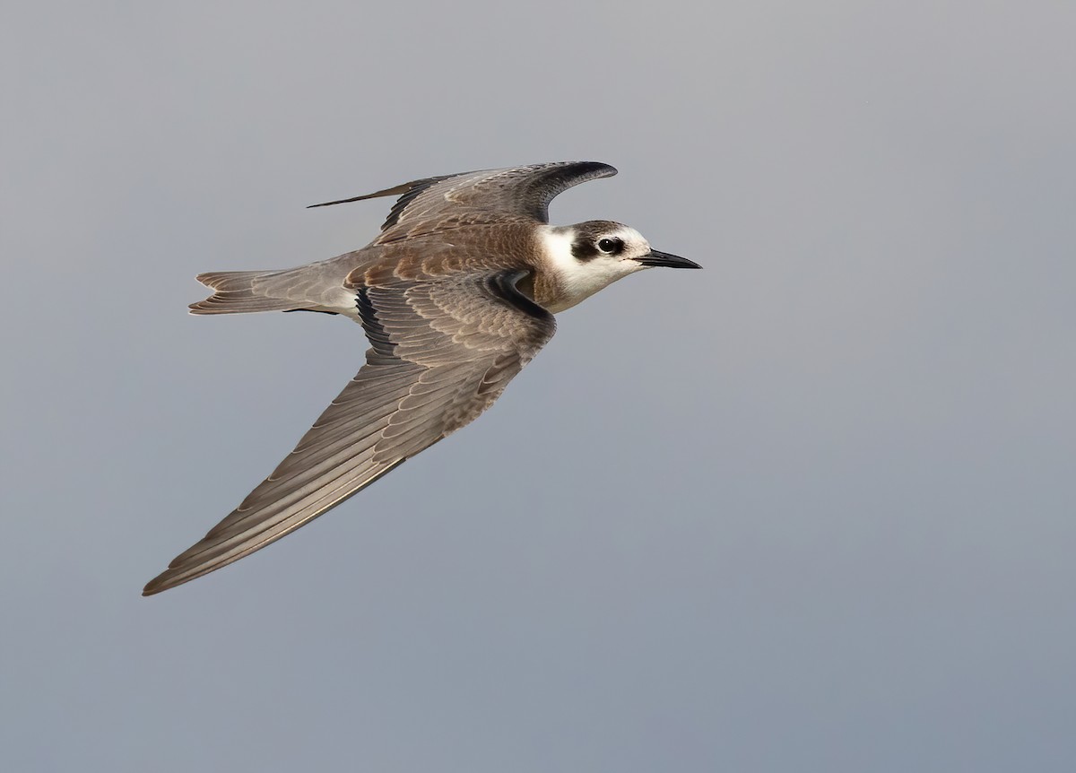 Black Tern - ML365331611