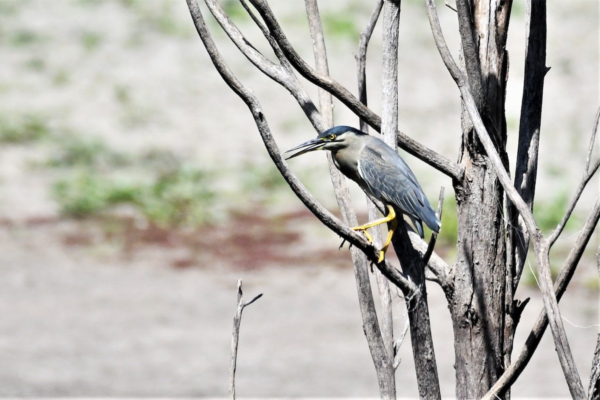 Striated Heron - ML365333331