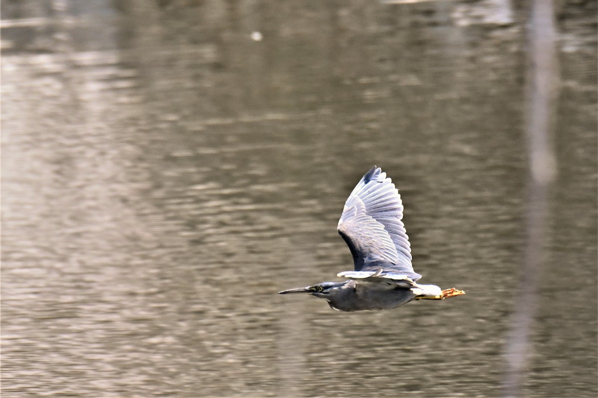 Striated Heron - ML365333341