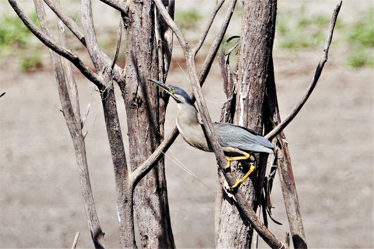 Striated Heron - ML365333371