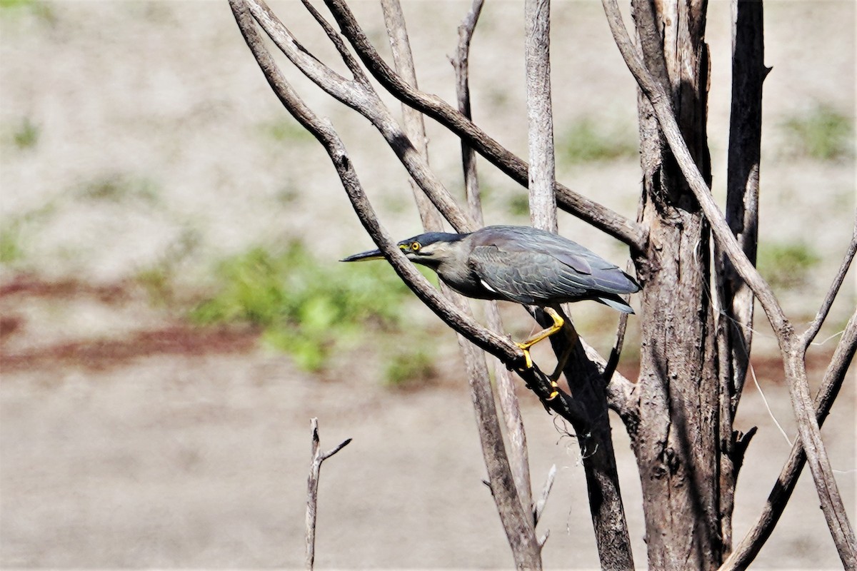 Striated Heron - ML365333381