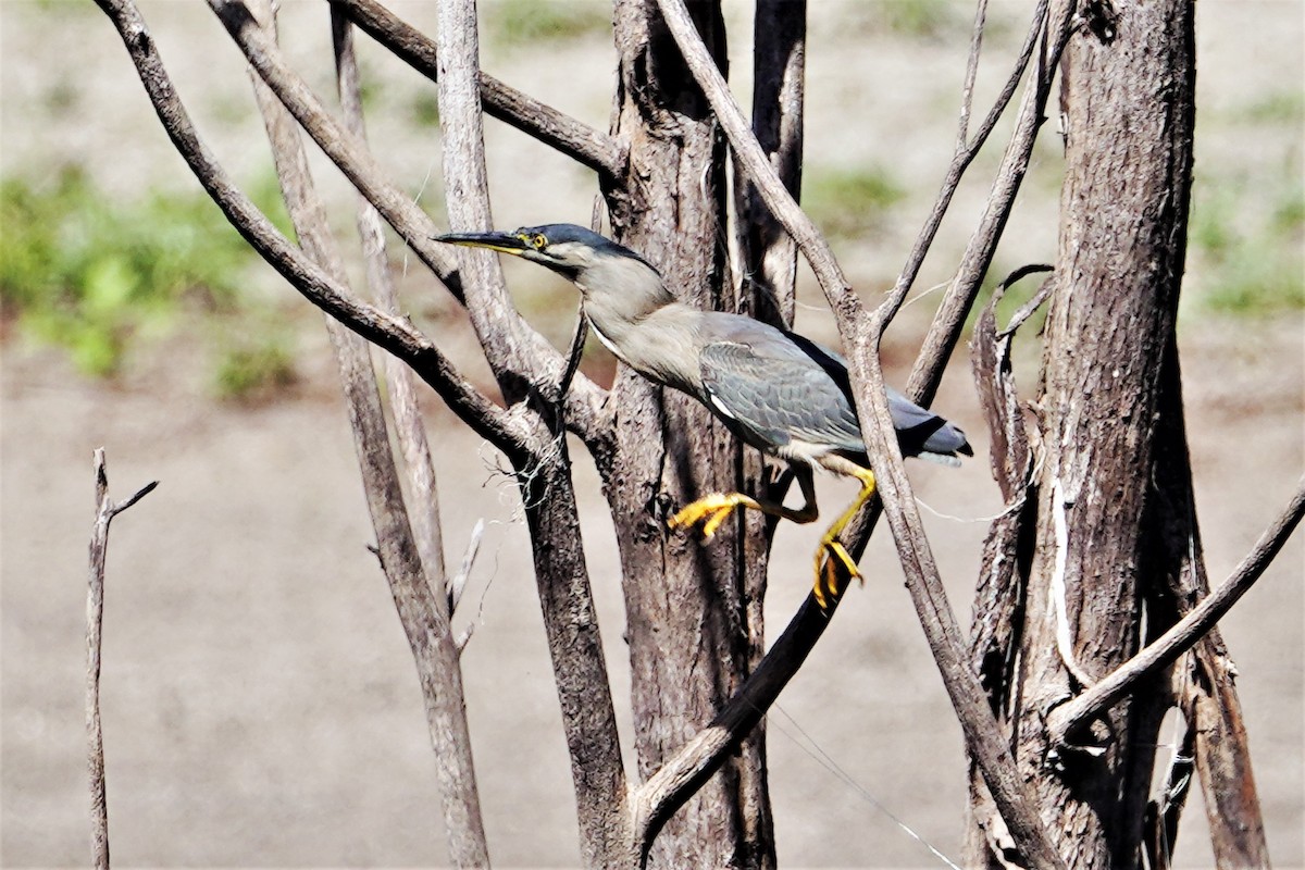 Striated Heron - ML365333401